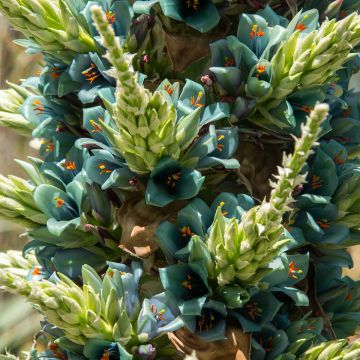 Puya alpestris - Chagual