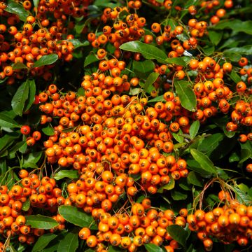 Pyracantha Orange Glow - Vuurdoorn