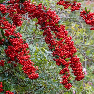 Pyracantha coccinea Saphyr Rood - Vuurdoorn