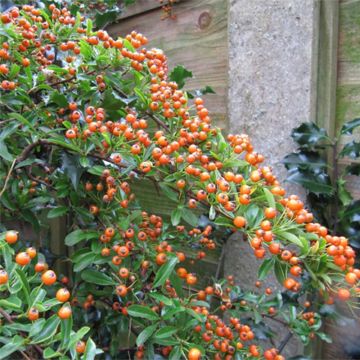 Pyracantha Teton - Vuurdoorn