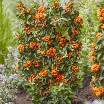 Pyracantha coccinea Orange Star - Vuurdoorn