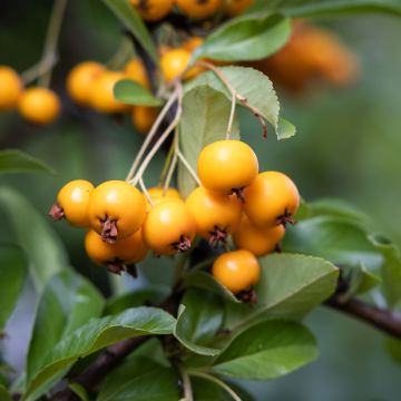 Pyracantha coccinea Saphyr Jaune - Vuurdoorn