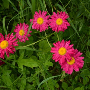 Tanacetum coccineum Robinsons Red - Perzische margriet