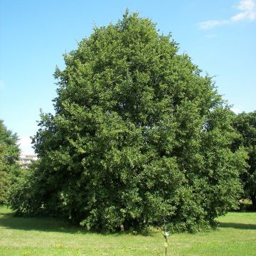 Quercus petraea - Wintereik