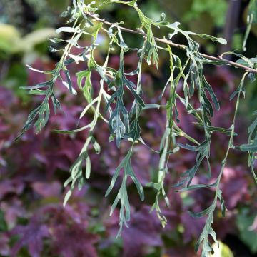 Quercus robur Posnania - Zomereik