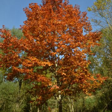 Quercus rubra - Amerikaanse eik