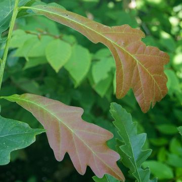 Quercus Chimney Fire - Zuileik