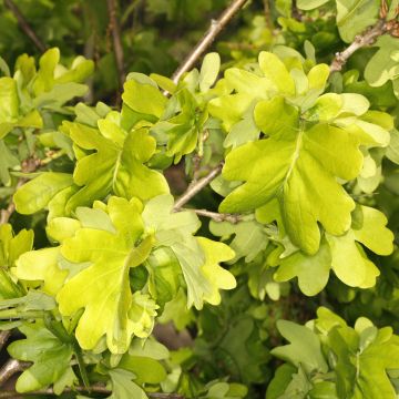 Quercus robur Cristata - Zomereik