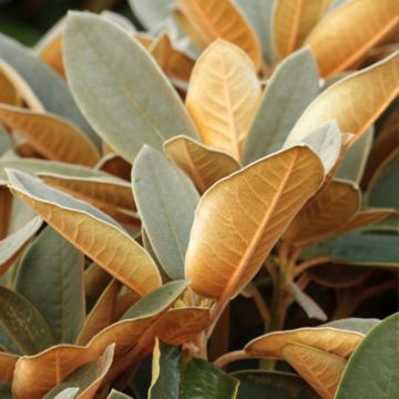 Rhododendron Easydendron INKARHO Special Dane - Grootbloemige rododendron