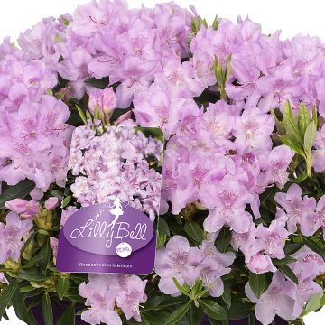 Rhododendron campylogynum var. myrtilloides - Dwergrododendron