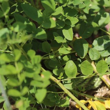 Zoethout BIO Ferme de Sainte Marthe - Glycyrrhiza glabra