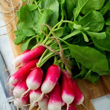 Radijs Expo F1 - Vilmorin