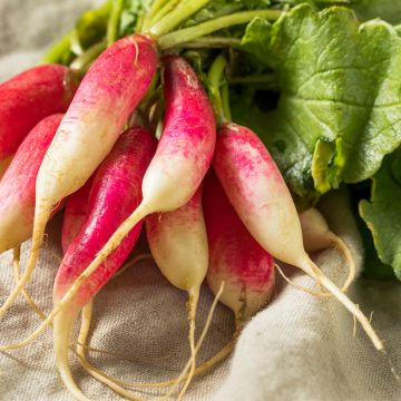 Radijs French Breakfast BIO