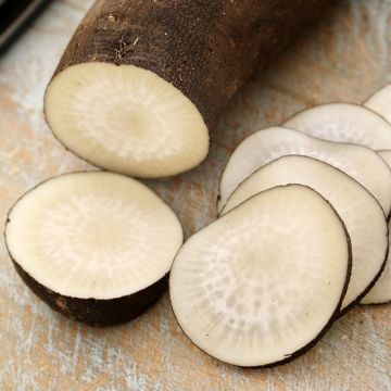 Rammenas Grote lange winter van Parijs