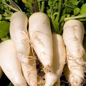 Radijs Witte transparante