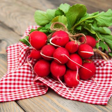 Radijs Scarlet Globe