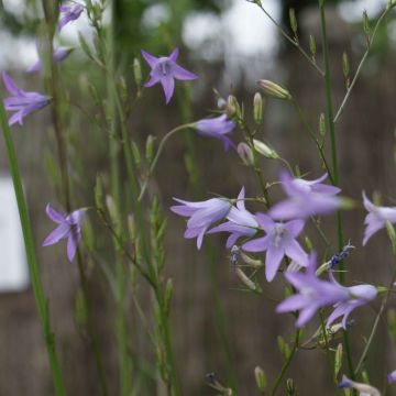 Rapunzelklokje - Campanula rapunculus
