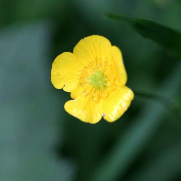 Ranunculus flammula - Egelboterbloem
