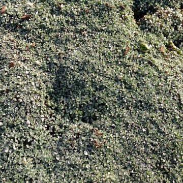 Raoulia australis - Zilverkussen