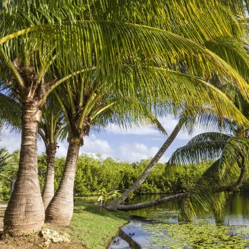 Ravenea rivularis - Majestueuze palm