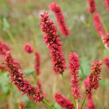 Persicaria amplexicaulis Fat Domino - Duizendknoop