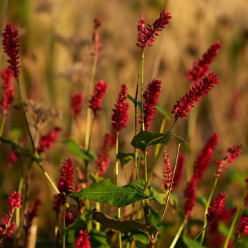 Persicaria amplexicaulis Vesuvius - Duizendknoop