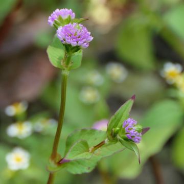 Persicaria runcinata - Duizendknoop