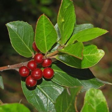 Rhamnus alaternus - Italiaanse wegedoorn