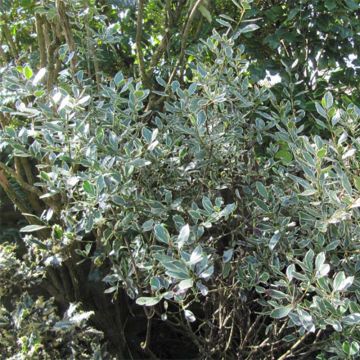 Rhamnus alaternus Argenteovariegata - Italiaanse wegedoorn