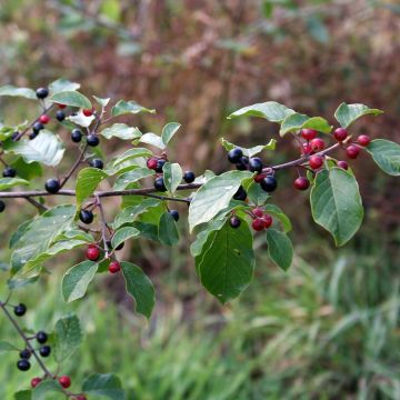 Rhamnus frangula - Sporkehout