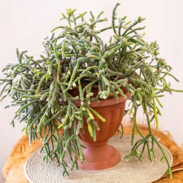 Rhipsalis horrida - Cactus-gui