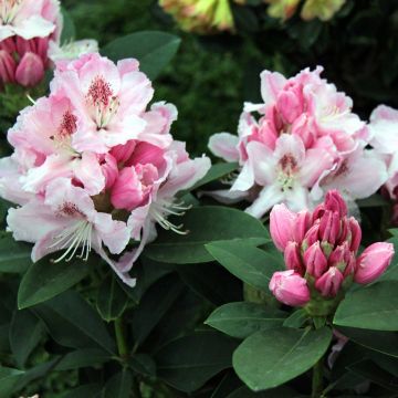 Rhododendron Albert Schweitzer - Grootbloemige rododendron