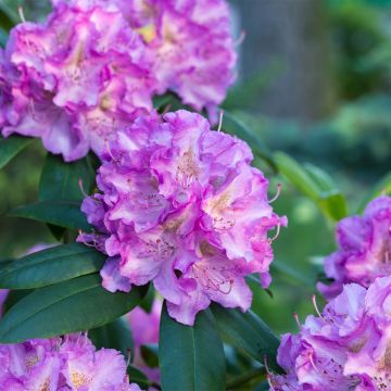 Rhododendron Alfred - Grootbloemige rododendron