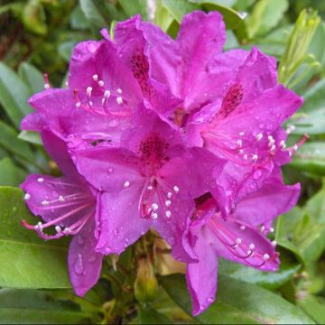Rhododendron Anah Kruschke - Grootbloemige rododendron