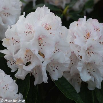 Rhododendron Boddaertianum - Grootbloemige rododendron