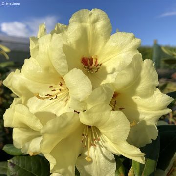 Rhododendron Gedser Gold - Grootbloemige rododendron
