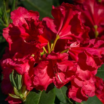 Rhododendron Halfdan Lem - Grootbloemige rododendron