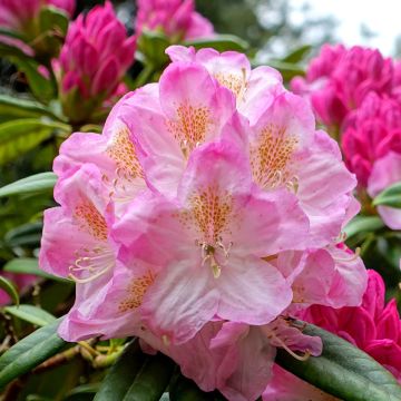 Rhododendron INKARHO Brigitte - Grootbloemige rododendron