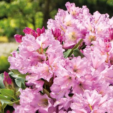 Rhododendron INKARHO Lila Dufthecke - Grootbloemige rododendron