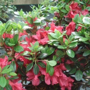 Rhododendron japonica Johanna - Japanse azalea