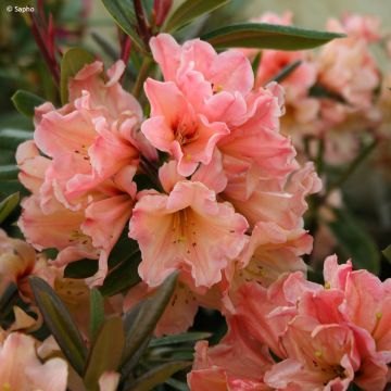 Rhododendron Lady Lasa - Grootbloemige rododendron