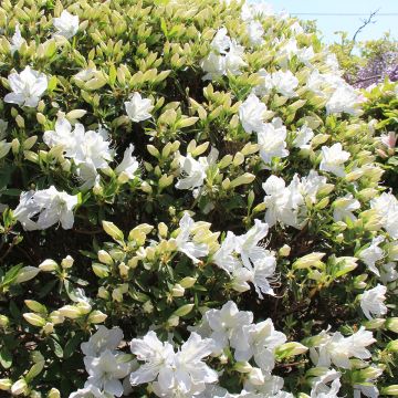 Rhododendron Luzi - Japanse azalea