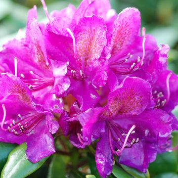 Rhododendron Marcel Ménard - Grootbloemige rododendron