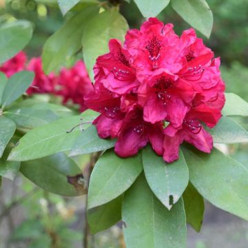 Rhododendron Moser's Maroon - Grootbloemige rododendron