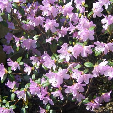 Rhododendron Praecox - Dwergrondodendron