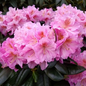 Rhododendron Scintillation - Grootbloemige rododendron
