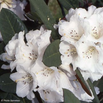 Rhododendron Sir Charles Lemon - Grootbloemige rododendron