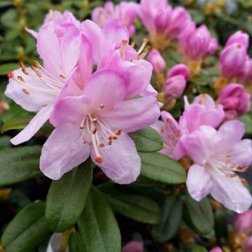 Rhododendron Snipe - Dwergrondodendron