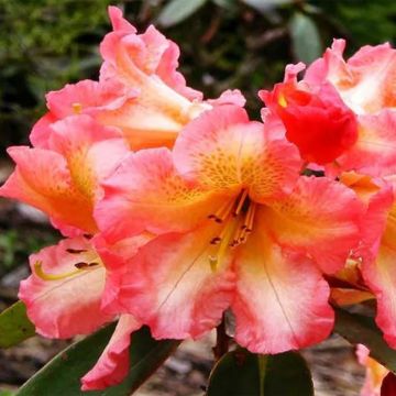 Rhododendron Sun Fire - Grootbloemige rododendron