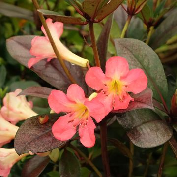 Rhododendron Strawberry Parfait - Tropische rododendron